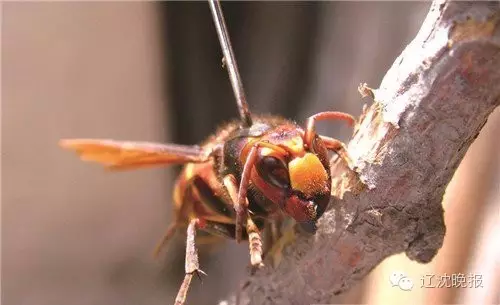 马蜂在房间不飞出去怎么办【提供马蜂入室解决方法】