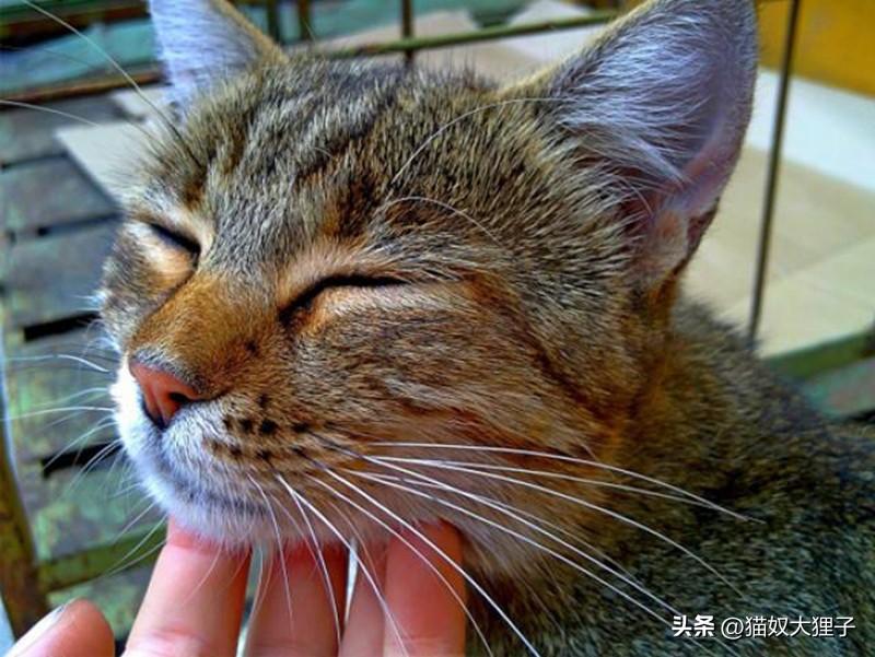 猫咪呼噜呼噜是什么意思【猫咪发出呼噜声的3个原因】