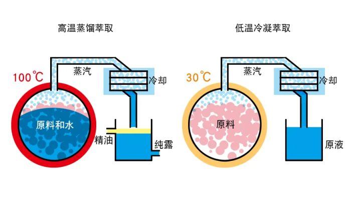 自己在家怎么提炼玫瑰精油【最简单的精油萃取方式】