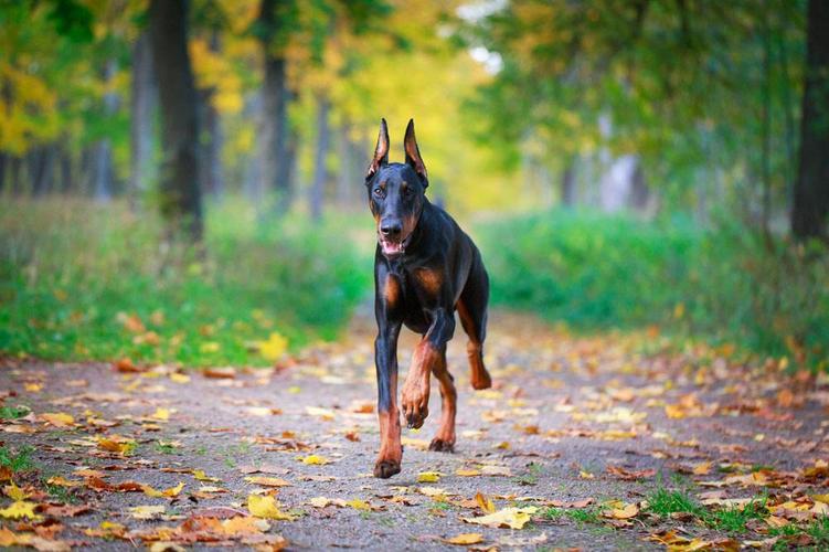 一条杜宾犬要多少钱【杜宾犬的价格范围是多少】