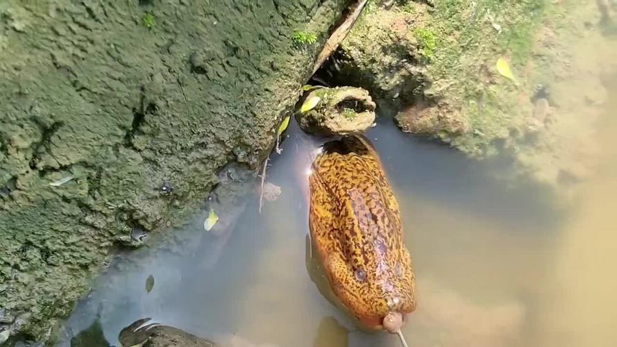 钓黄鳝的技巧和方法【白天钓黄鳝教程】