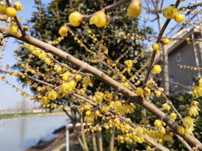 腊梅花什么时候开【腊梅花怎么知道它要开放了】