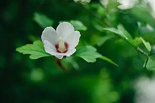 十二星座的守护花分别是什么花【每个星座守护花的花语】