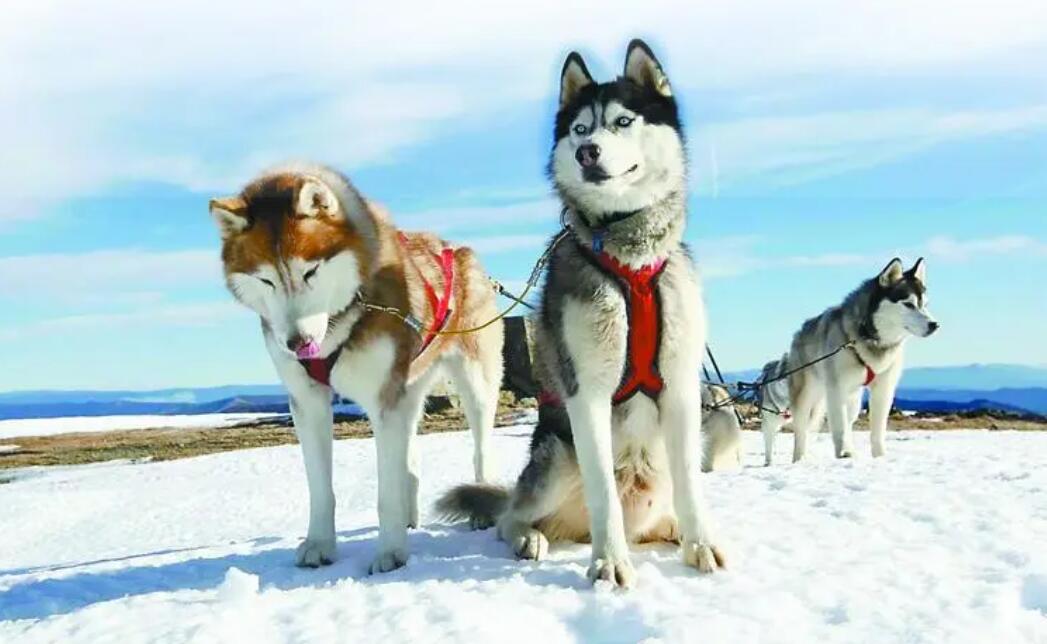 什么样的狗狗是中型犬类【中型犬类有什么特点】