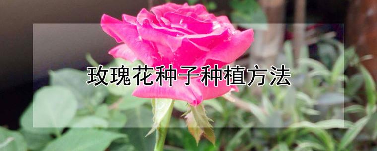 玫瑰花种子种植方法【玫瑰花种子在哪里可以获得】