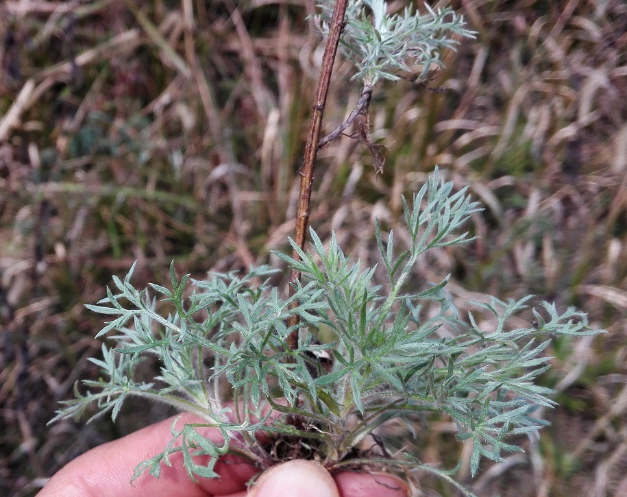 室内驱蚊虫植物盆栽有哪些【家里养这5种花卉驱蚊杀菌除异味】