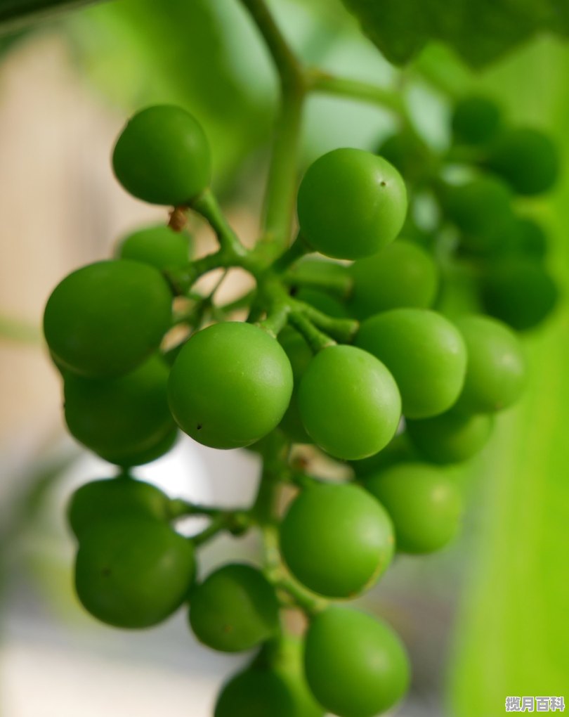 夏天喝什么茶去火 适合夏天喝的茶有哪些 夏季清火茶养生茶