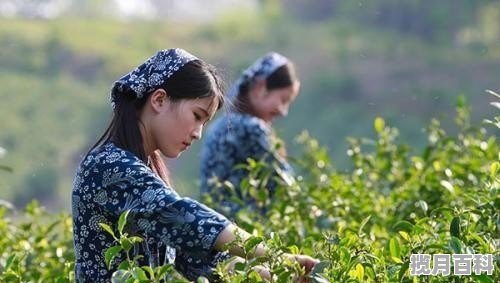 如何种植茶叶 自己在家做养生茶