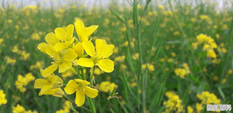 苦瓜茶用多少度水来泡 夏天适合浸泡什么养生茶