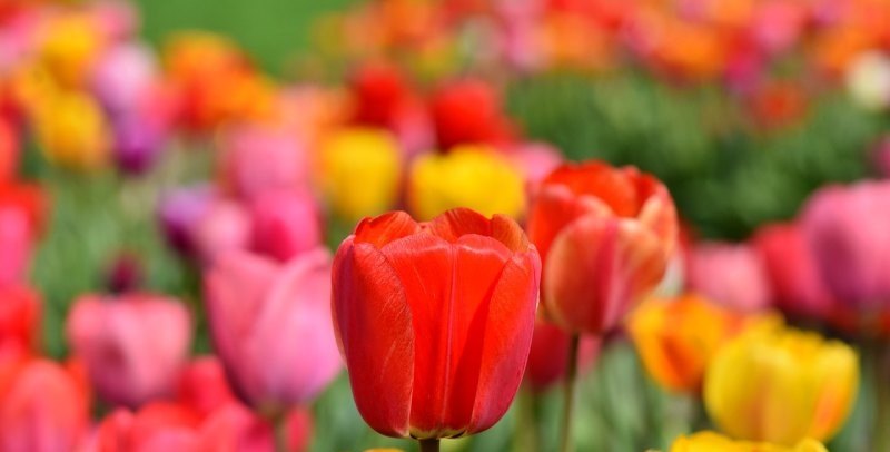 光遇怎么一键烧花 光遇怎么控制蜡烛烧花朵