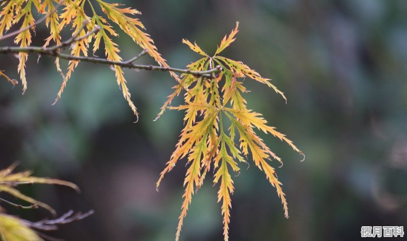 仙人掌什么季节嫁接好 初夏养生 经络