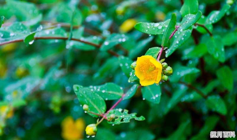 关于初夏的广播稿_“初夏的雨”是什么意思