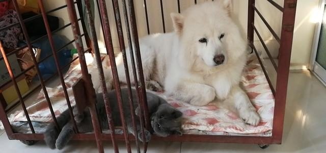 俄罗斯短毛猫和英短的区别 柴犬和英短可以一起养吗