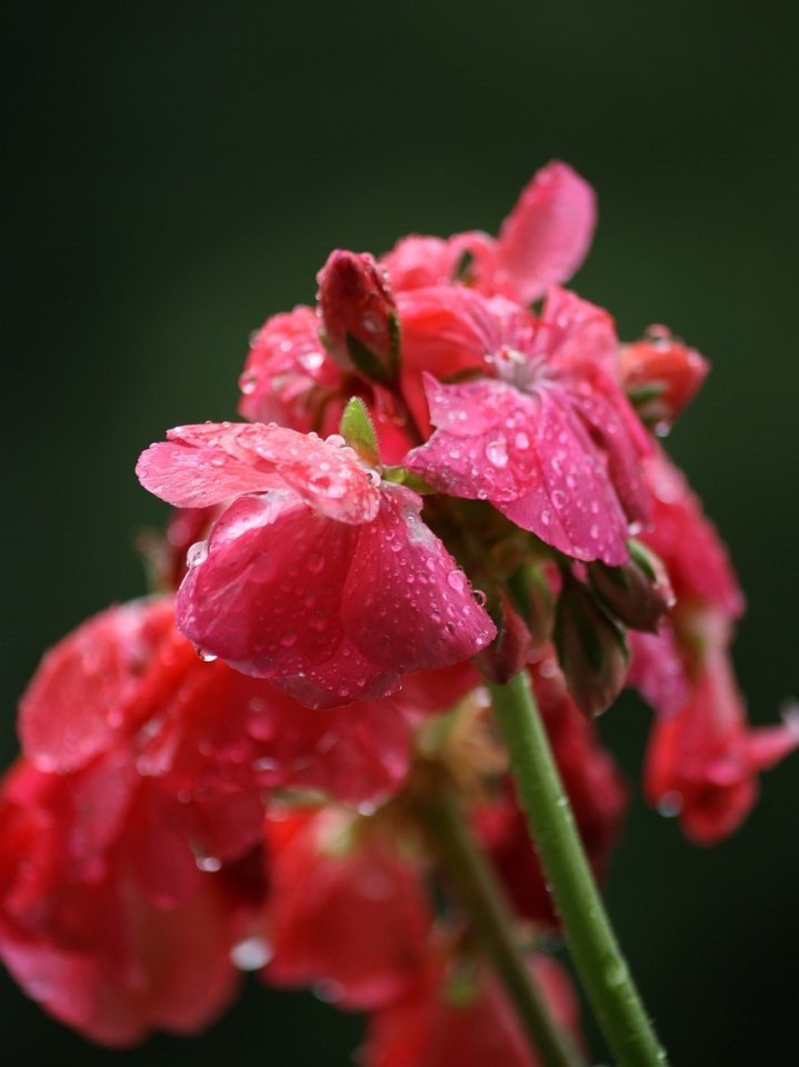 原神给蔷薇浇水怎么浇 原神芙罗拉怎么帮花浇水