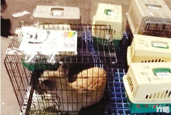 小猫高铁托运流程及费用 如何火车托运猫咪 急求