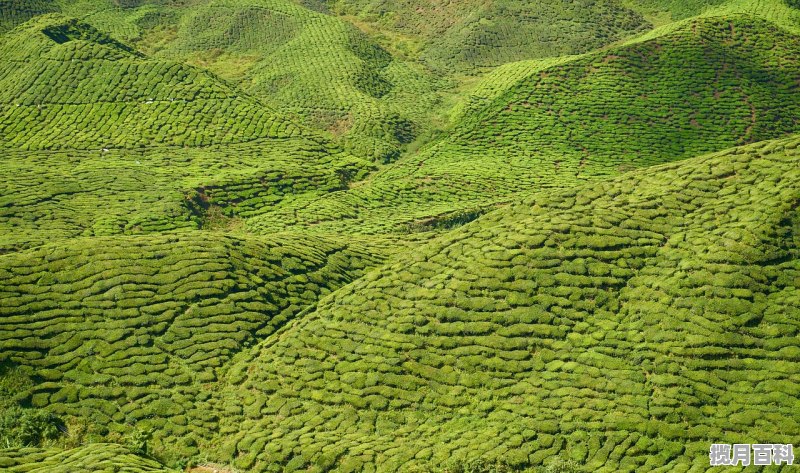 品牌茶叶排行榜前十名_全国十大茶叶公司排名