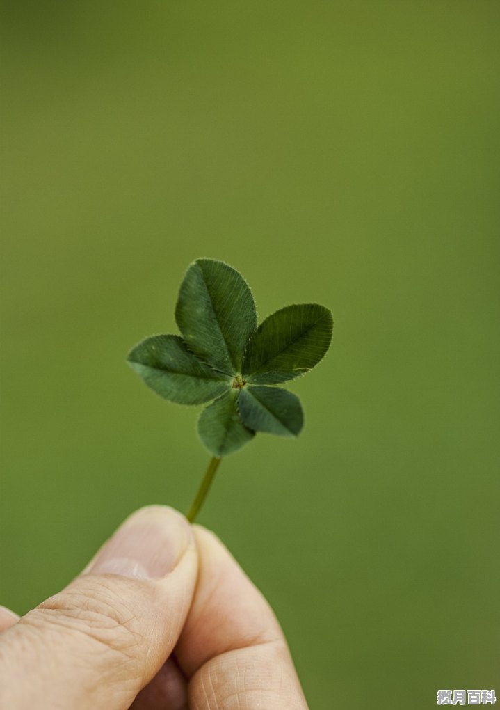 对应不同的季节、男人喝什么茶比较好 男士春天喝什么茶最好养生减肥