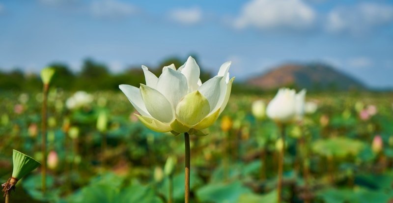 光遇粉色湖怎么去 光遇云野粉色花海怎么去