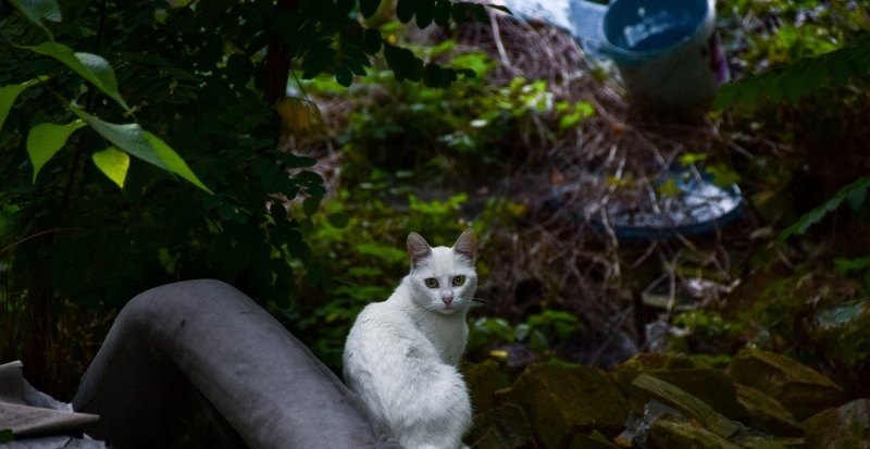 光遇万圣节猫猫发型会上架多久 光遇最新复刻8月份