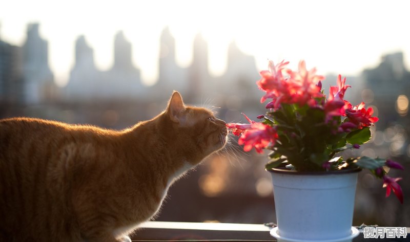 像我是猫女仆一样的游戏 治愈游戏推荐女生风