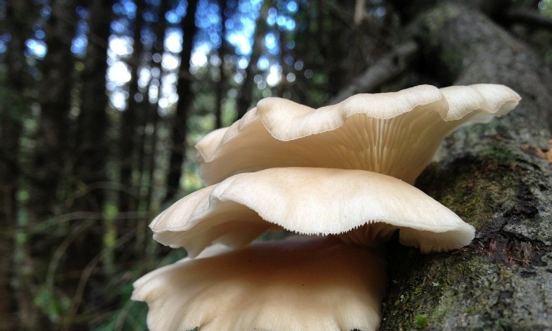 光遇蘑菇头与平菇头怎么区别 饥荒海难蘑菇树永久发光吗