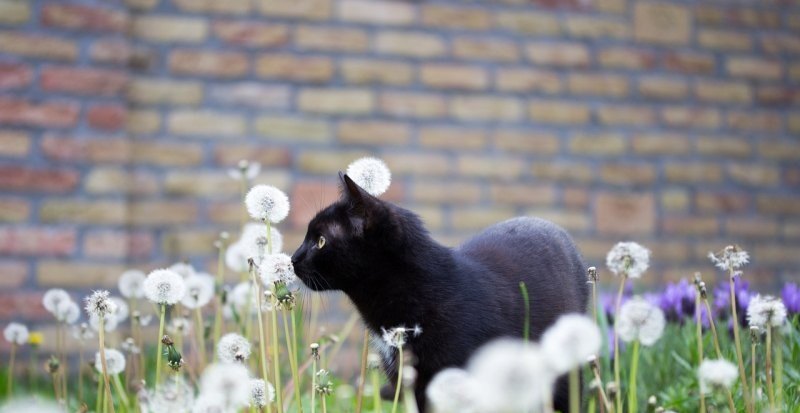 熊猫为什么不能直播了 熊猫直播王者荣耀