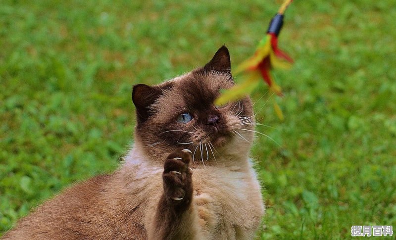 像我是猫女仆一样的游戏 治愈系游戏推荐女生猫