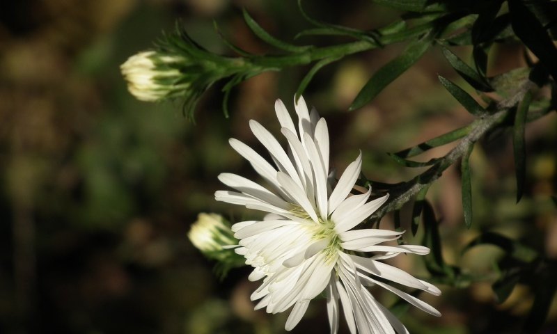 原神花怎么找，原神 花木成像 攻略