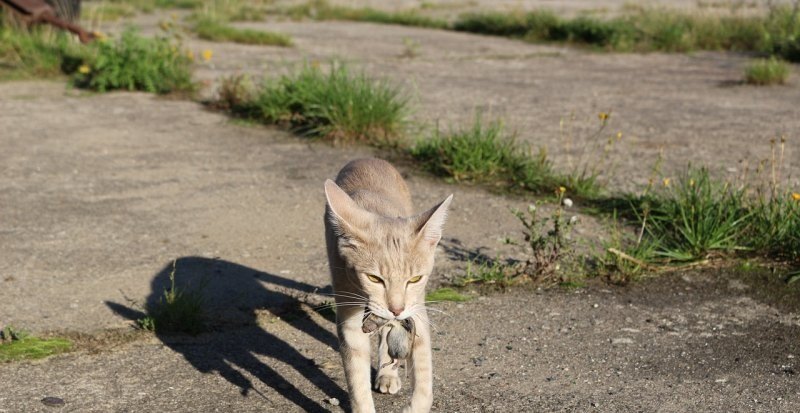 原神哪里有一群猫猫 原神猫猫详细攻略