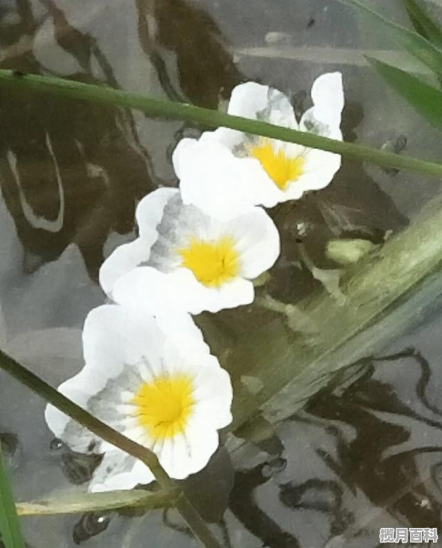 昆明滇池这边那有好吃的东西，开远美食推荐海鲜有哪些