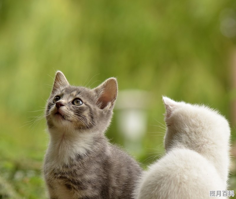 遇上你的猫是乙女游戏吗 养猫咪游戏推荐女生