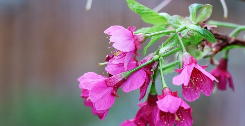 光遇樱花恶心 光遇樱花恶心