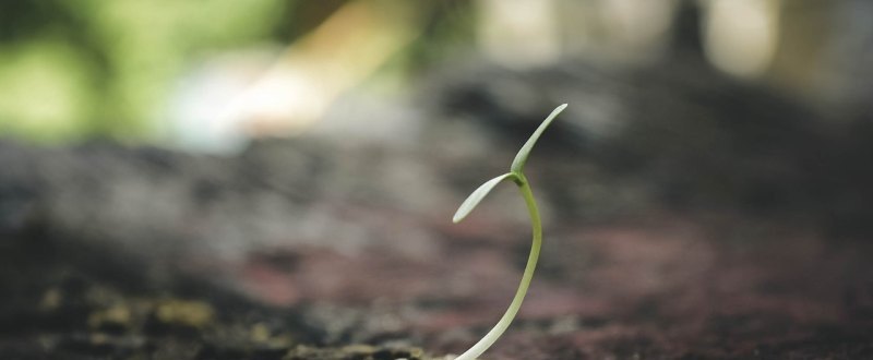 原神怎么采集样本 原神植物种子怎样采集