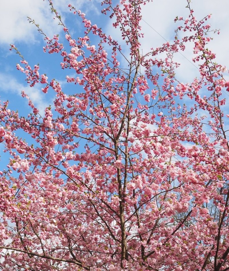 光遇樱花树拍照技巧,光遇樱花方案