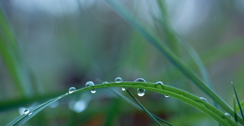 绿诺丰除草剂遇雨怎么办_除草剂打后4小时下雨有效