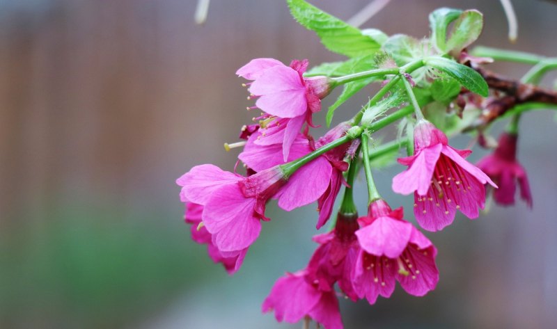 遇境樱花几号开的 花田茶桌光遇