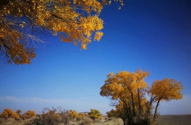 驱蜂用什么最快,光遇转场雾里