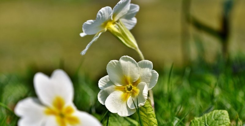 花开花落终有时 人来人往皆不遇的意思 光遇花落密码