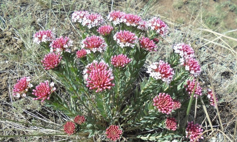 原神花鳉哪里多 原神月亮要留吗