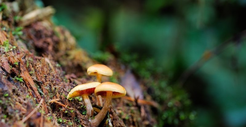 仙金菇是什么 长得像灵芝的蘑菇