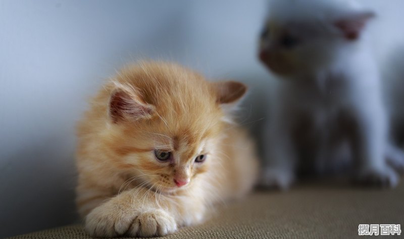 像我是猫女仆一样的游戏_适合女生玩的小游戏有哪些