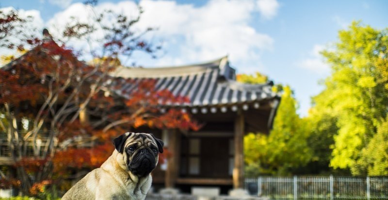 和平精英几杀才算牛_和平精英天空之城玩法攻略 - 小牛游戏