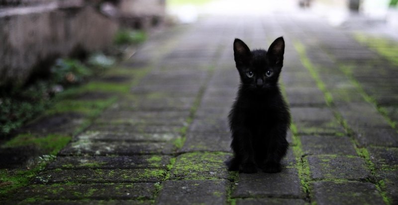 光遇万圣节猫猫发型绝版吗_光遇白鸟发型绝版了吗 - 小牛游戏