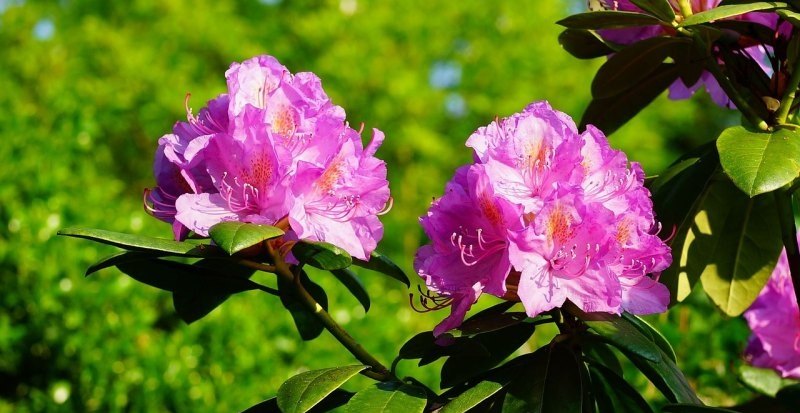 种食茵的地种植花坐需要防治什么病害 樱花袍子光遇