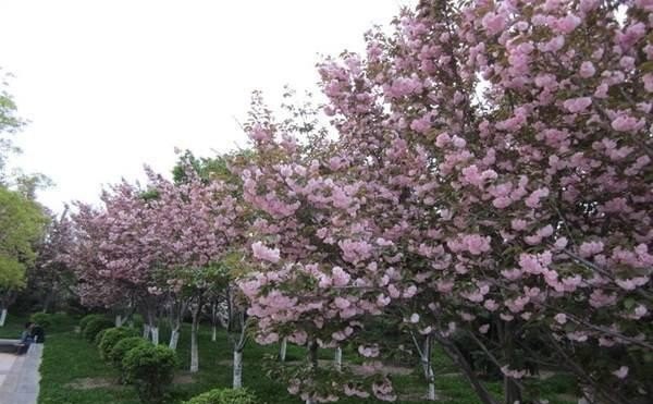 什么牌子的超轻粘土好,光遇樱花妹妹粘土 - 小牛游戏