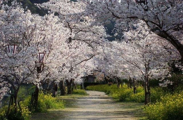 什么牌子的超轻粘土好,光遇樱花妹妹粘土 - 小牛游戏