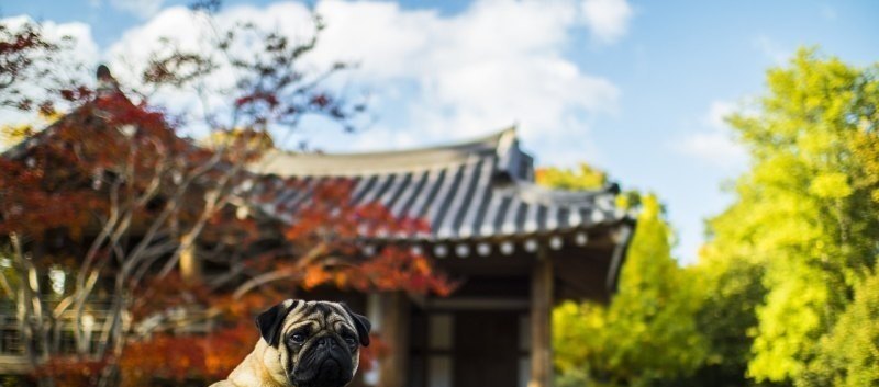 越南清化市是南方吗 朱江和平精英