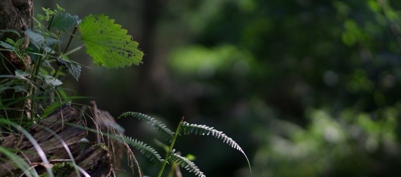 抽薙刀要不要反向定轨 原神薙刀副本攻略