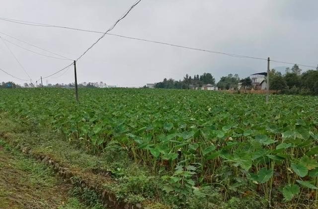 四川适合人类居住吗 穿越火线山城生化