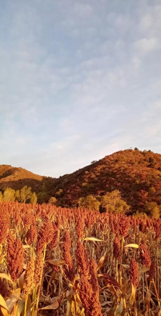 光遇琴谱单指隔岸,光遇琴谱单指隔岸 - 小牛游戏